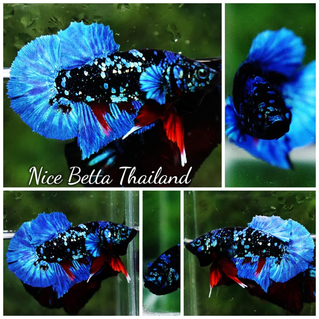 Black Onyx Galaxy Avatar HMPK Premium Bettas EJE #29 Black Onyx Galaxy Avatar HMPK Premium Bettas EJE